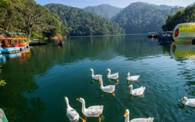 A serene lake surrounded by forested hills with white ducks swimming and colorful boats docked